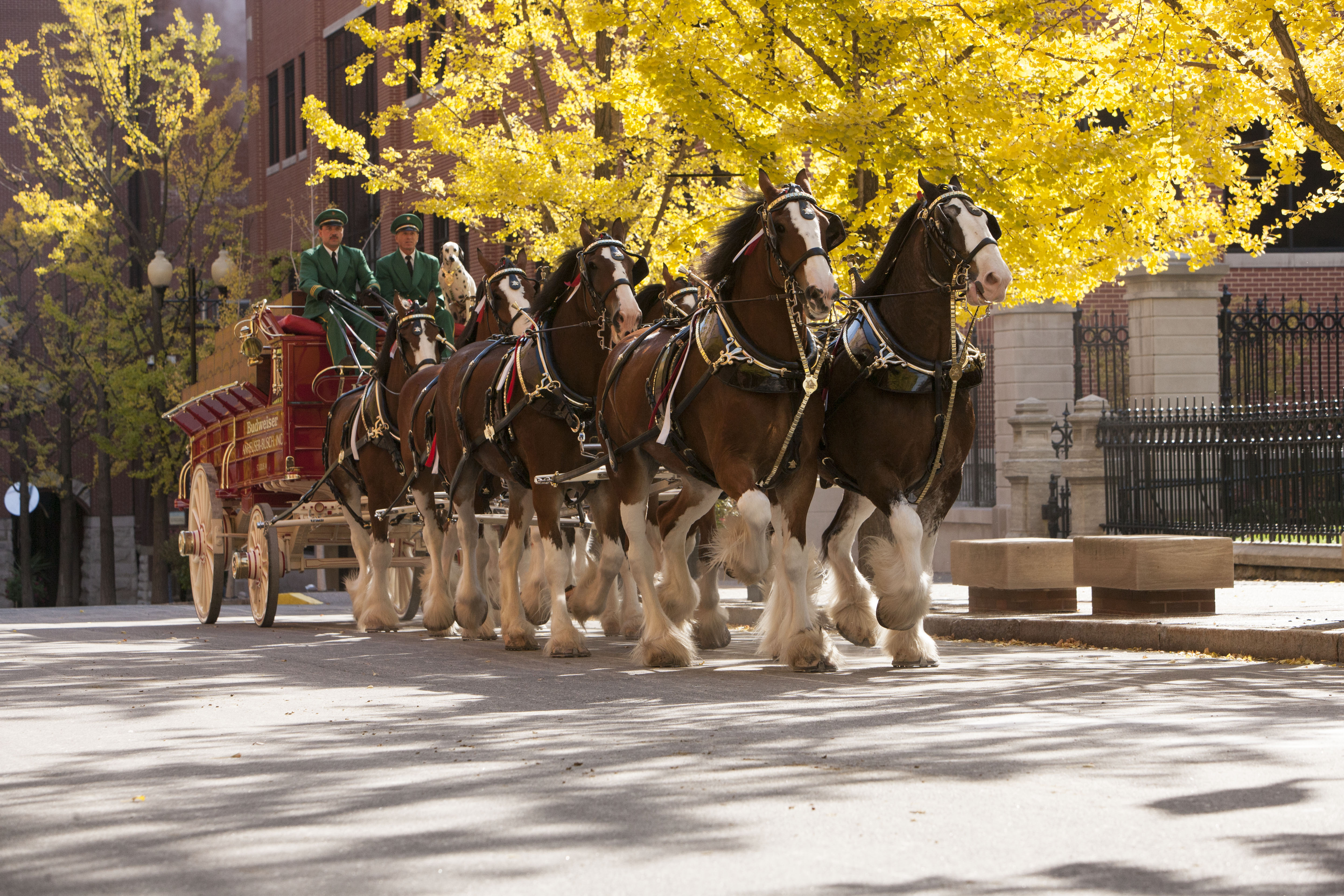 Budweiser Clydesdales make an iconic comeback in Super Bowl 2024 commercial